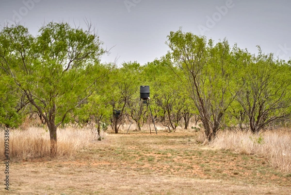 Obraz Black tripod drum wildlife feeder standing in open area in Texas mesquite tree forest