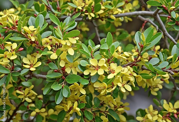 Fototapeta Japanese Barberry Shrub - Beautiful shrub with yellow-green leaves in spring