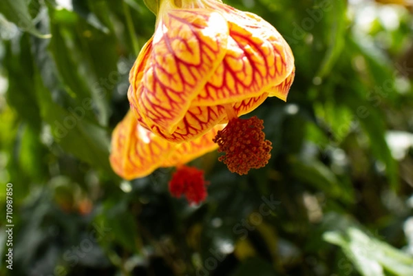 Obraz super close  of yellow and red flower
