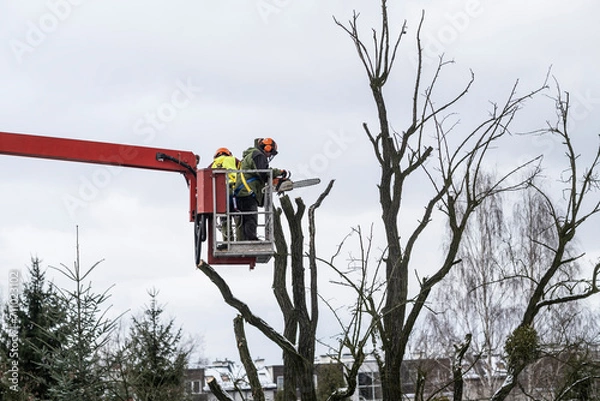 Obraz Work at heights - tree care and cutting.