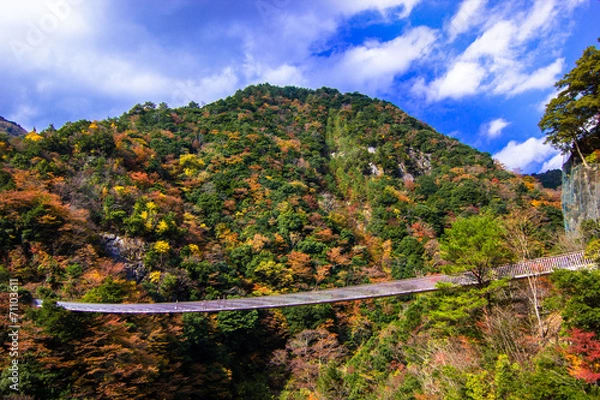 Obraz 紅葉と吊り橋