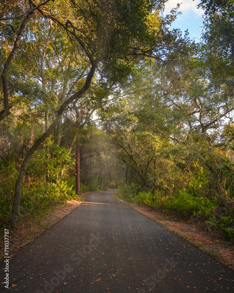 Obraz road in autumn forest