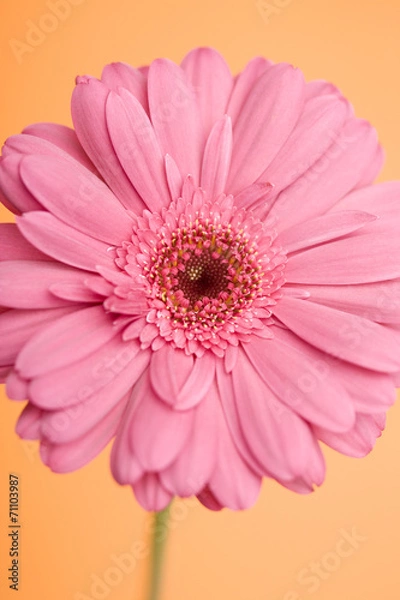 Fototapeta ガーベラの花