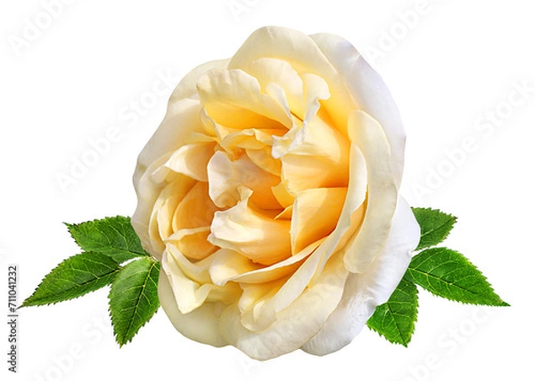 Fototapeta White rose isolated on white background with clipping path