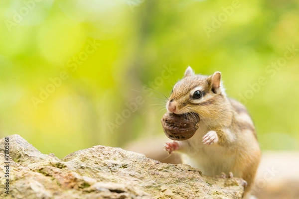 Obraz 胡桃を食べるシマリス