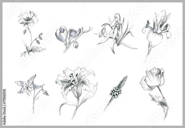Fototapeta Illustration flowers. Illustration garden and wild flowers.