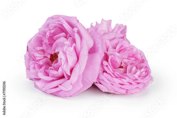 Obraz pink rose flowers