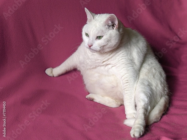 Obraz Thick White Cat on Pink Blanket