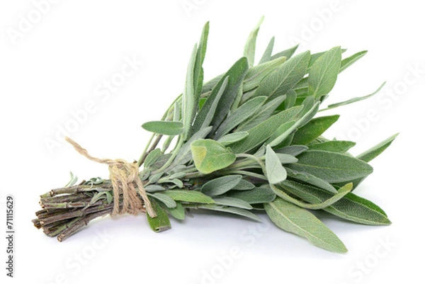 Obraz Roślina lecznicza