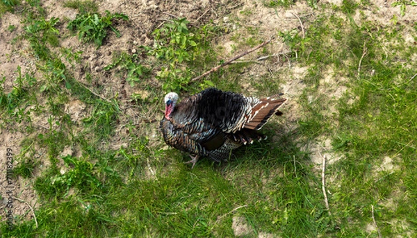 Obraz turkey in the grass