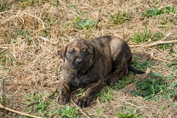 Obraz Cute Brindle Puppy laying on the lawn.