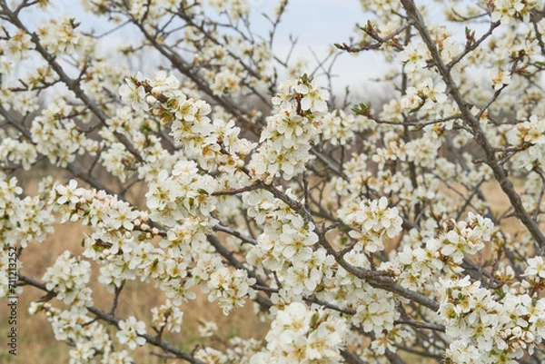 Obraz American Plum Tree full of blooms on cloudy day in Texas desert.