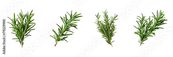 Fototapeta Set of red rosemary isolated on a transparent background
