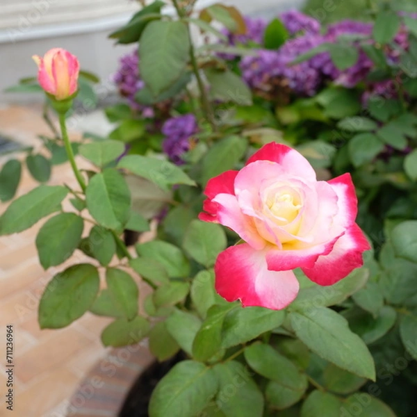 Fototapeta バラのある花壇