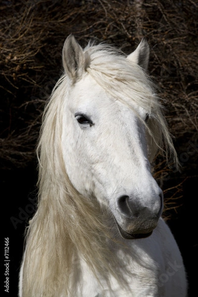 Obraz Highland Pony
