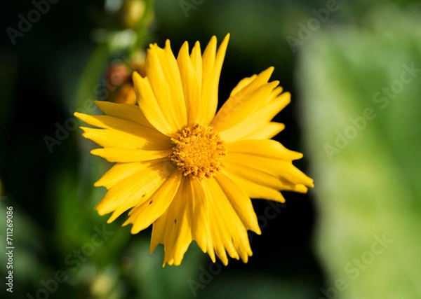 Fototapeta Detail of the yellow flower of the Coreopsis plant