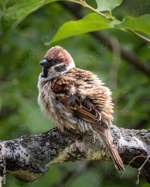 Obraz sparrow on a branch