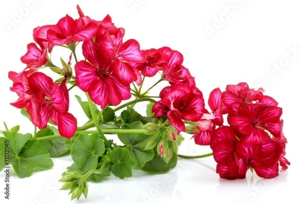 Fototapeta Pelargonia