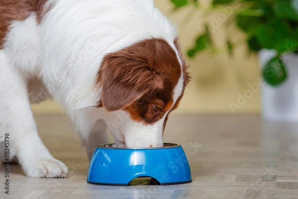 Fototapeta Genussvolle Mahlzeit: Ein Australian Shepherd, Hund am Futternapf , beim Fressen zu Hause