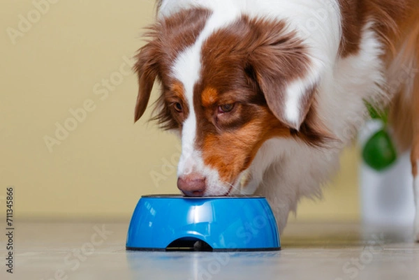 Fototapeta Genussvolle Mahlzeit: Ein Australian Shepherd, Hund am Futternapf , beim Fressen zu Hause