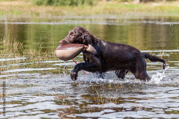 Obraz Welpe hat Spass am See