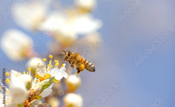 Fototapeta Flying honey bee collecting pollen from tree blossom. Bee in flight over spring background.