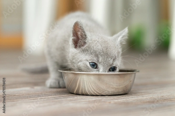 Fototapeta Kleines Kätzchen frisst Futter aus dem Futternapf in der Wohnung 