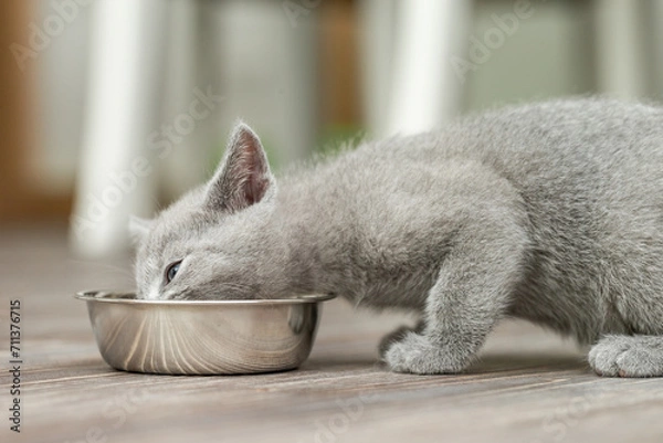 Fototapeta Kleines Kätzchen frisst Futter aus dem Futternapf in der Wohnung 