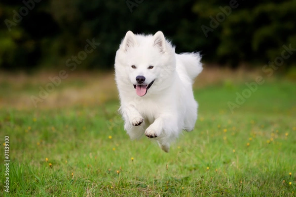 Obraz Pedigree samoyed dog