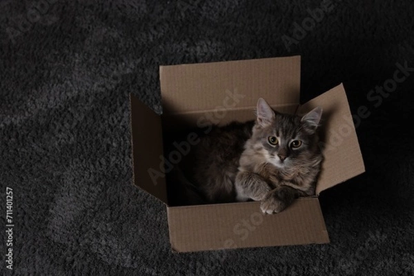 Fototapeta Cute fluffy cat in cardboard box on carpet, above view