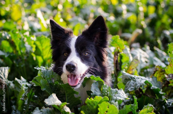 Obraz portrait of border collie