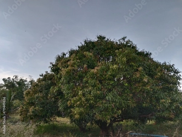 Obraz trees in the forest