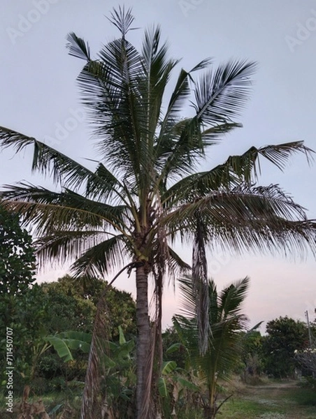 Obraz palm trees on the beach