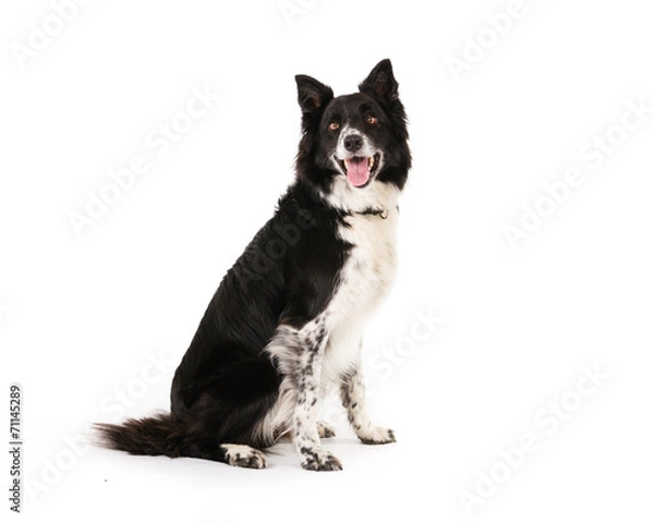 Obraz Border Collie