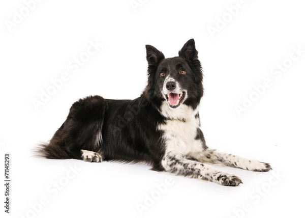 Obraz Border Collie