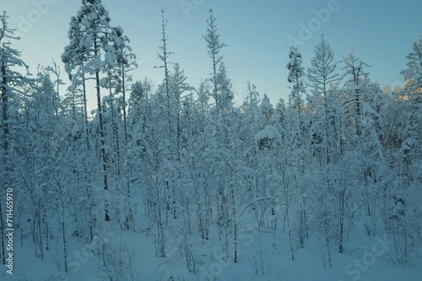 Fototapeta Snow forest