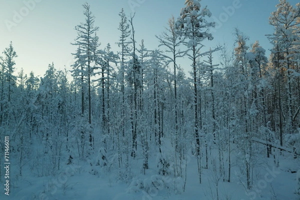 Fototapeta Snow forest