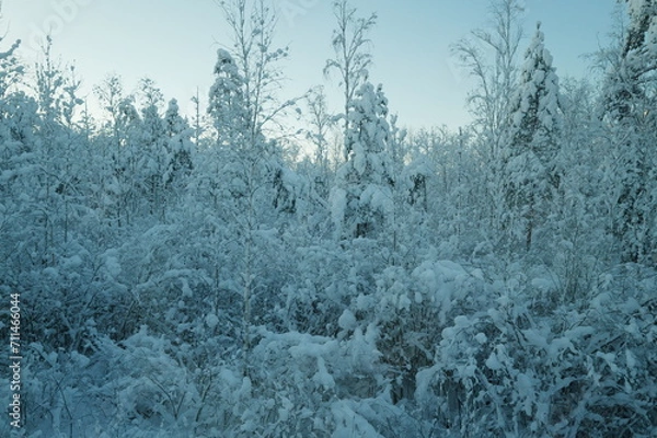 Fototapeta Snow forest