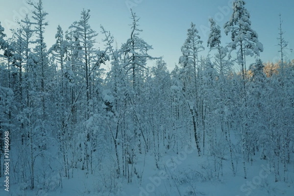Fototapeta Snow forest