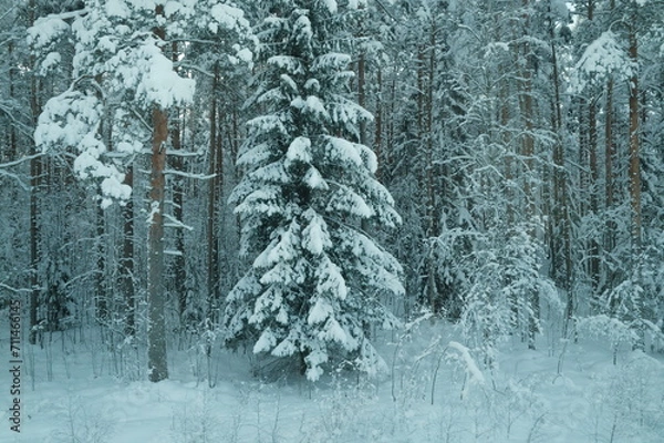 Fototapeta Snow forest