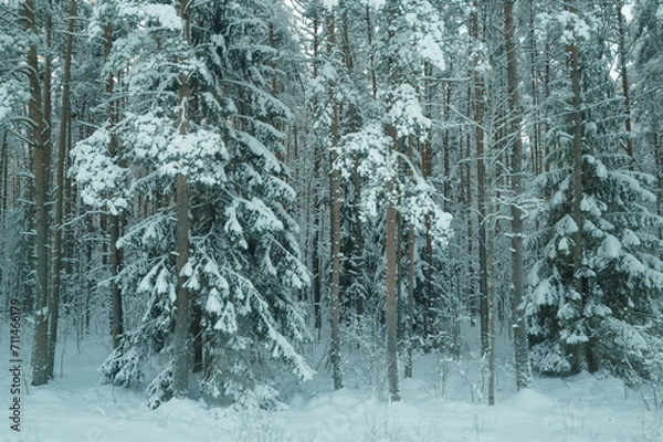Fototapeta Snow forest
