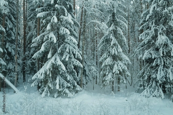 Fototapeta Snow forest