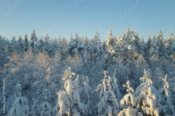 Obraz Snow forest