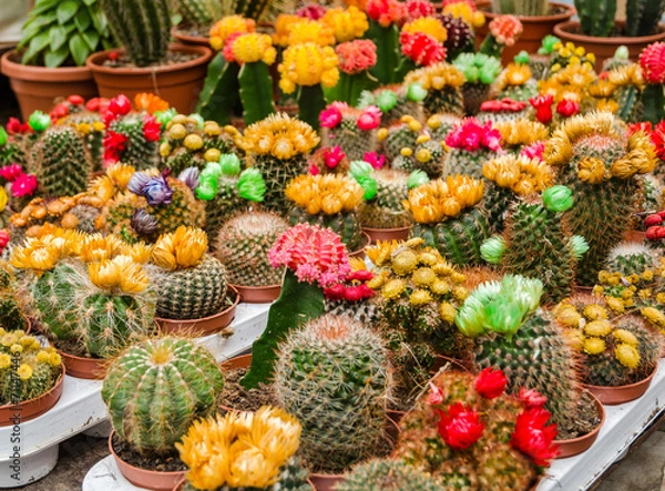Fototapeta Various colorful blooming cactuses in pots on the market