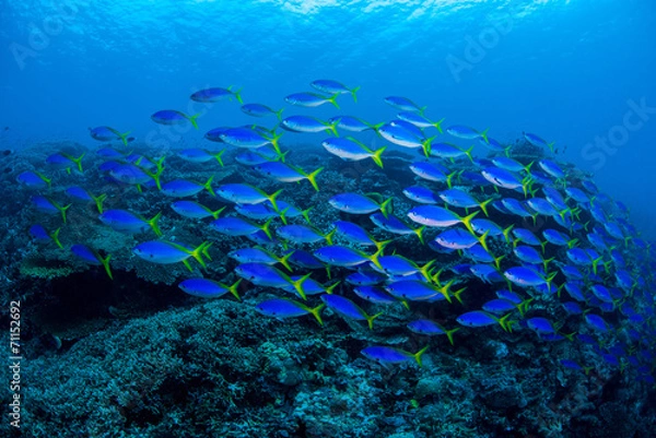 Obraz underwaterscape