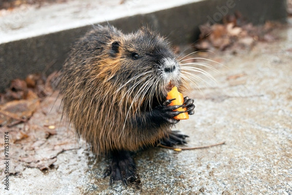 Obraz Brown nutria eats carrots in the park.