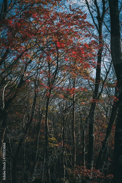 Obraz 残った紅葉