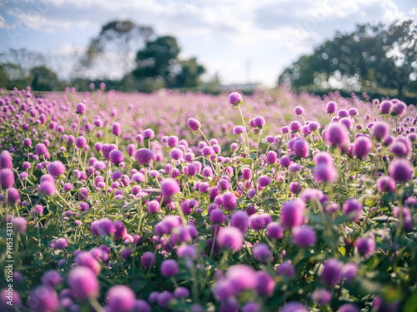 Obraz 咲き誇る花