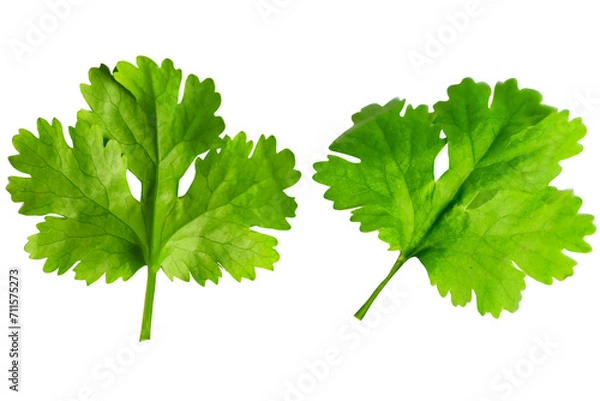 Fototapeta coriander on a white background. ,Asian seasonings are used to add flavor and health.