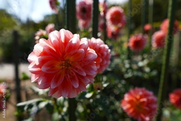 Fototapeta ダリアの花園